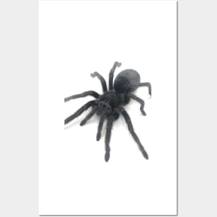 Grammostola pulchra Tarantula Posters and Art